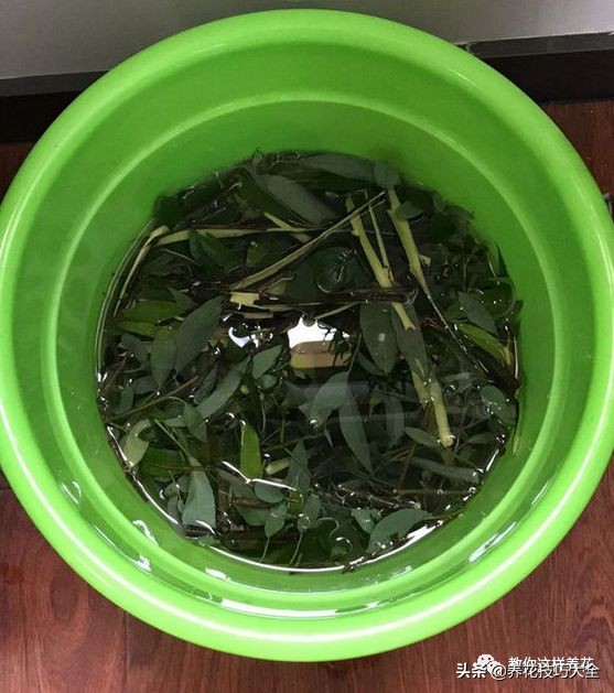 君子兰小白虫用什么家庭药处理,养了20多年的君子兰烂心了