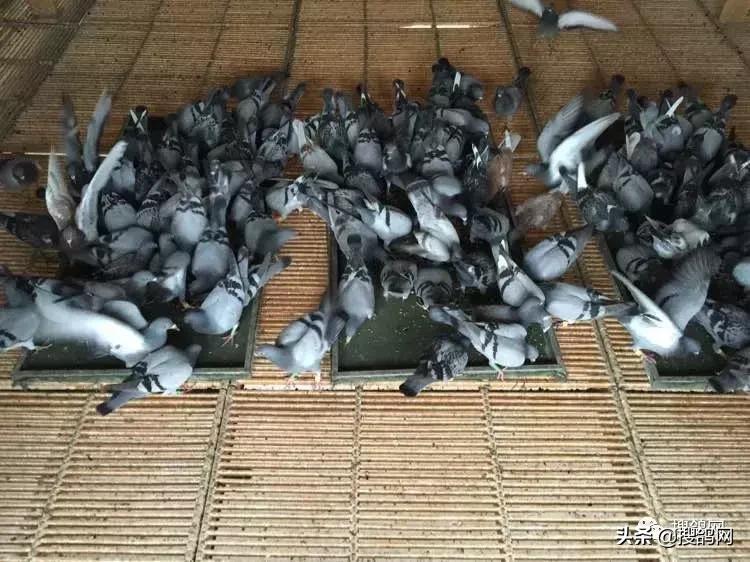 赛鸽出赛前的五大秘籍,赛鸽进关之前的准备