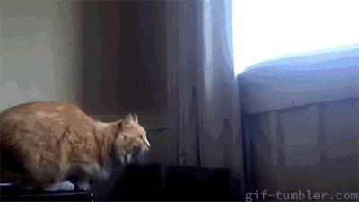 你认为猫咪可爱的表现,你认为猫咪丑到什么程度