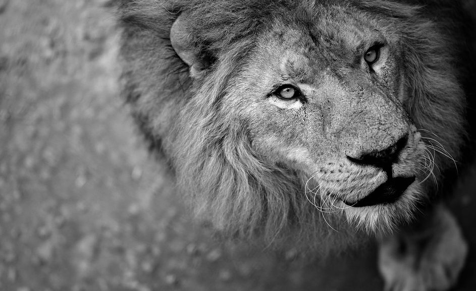 《传闻中的陈芊芊》、《隐秘的角落》居然这么翻译，涨姿势啦