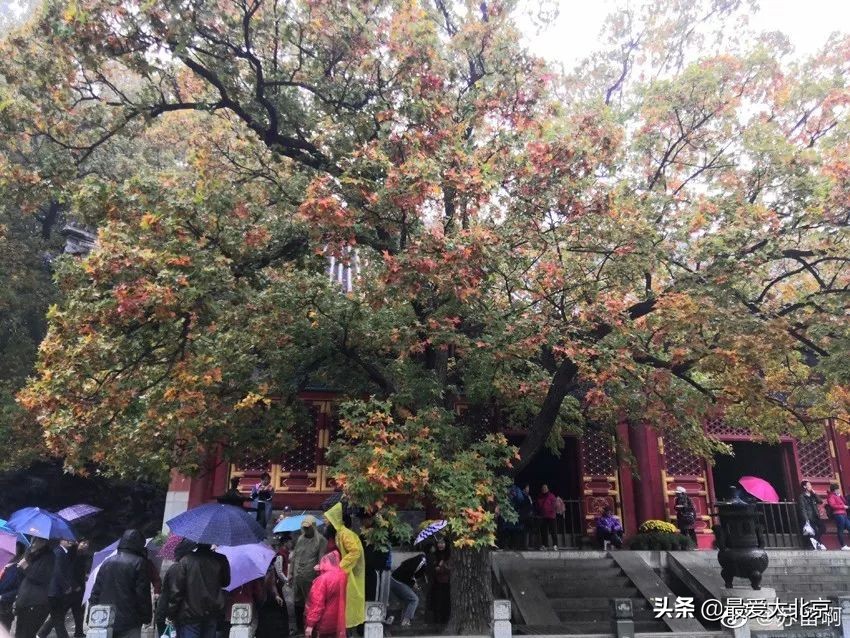 香山红叶几月去最好香山用预约吗,去北京香山看红叶别去爬山吗