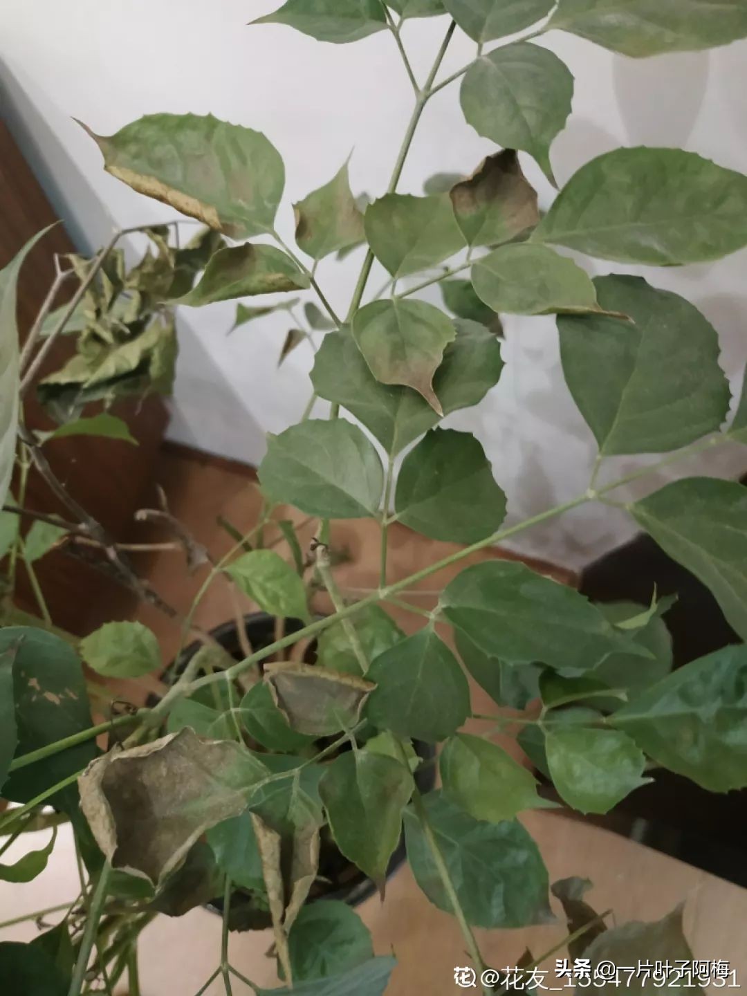 5个植物最招财,能开花又好养的植物又有寓意