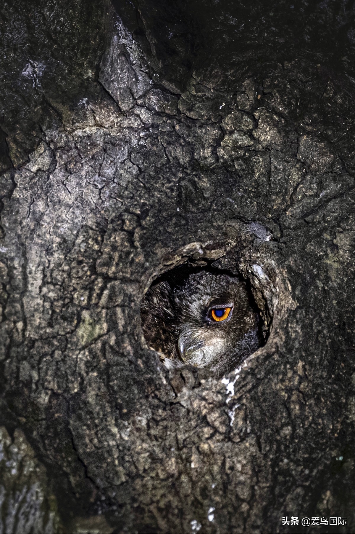 鸟类最好看的照片,100张绝美鸟类图片