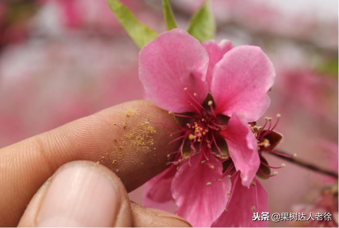 大棚桃树花期可以抹芽,大棚桃种植前景