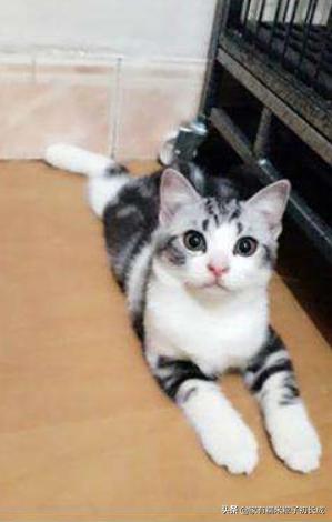 猫咪亲近人不再是玄学，这三招让你重获宠爱