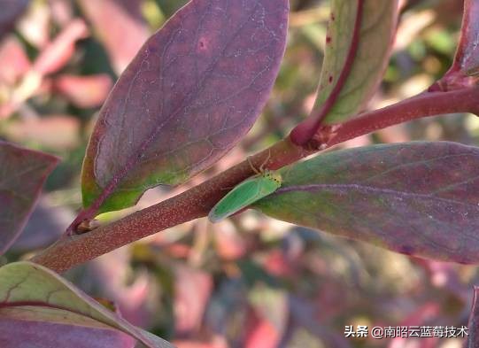 蓝莓常见虫害,蓝莓虫害及防治措施怎么写