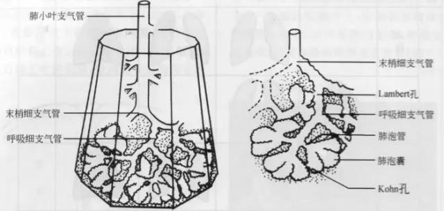 收藏：详细的胸部X线解剖，最基础最实用