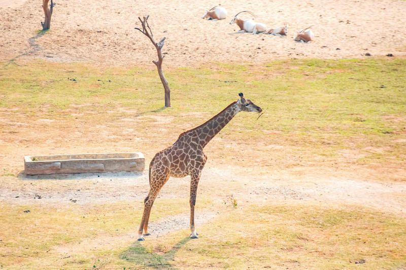广州长隆野生动物世界旅游攻略,长隆野生动物世界攻略2-3天广州游