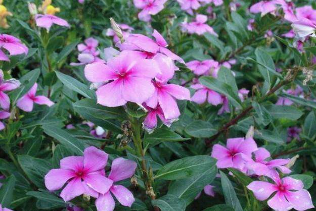 养长春花“讲究”不少，都说很好养，不注意这几点，你照样养不活