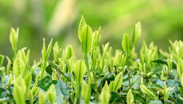 土山茶在福建叫什么茶,日本十大名茶