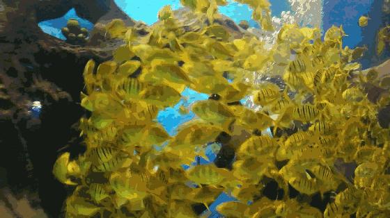 南京金鹰动物世界何时开,南京金鹰动物世界在哪里购票