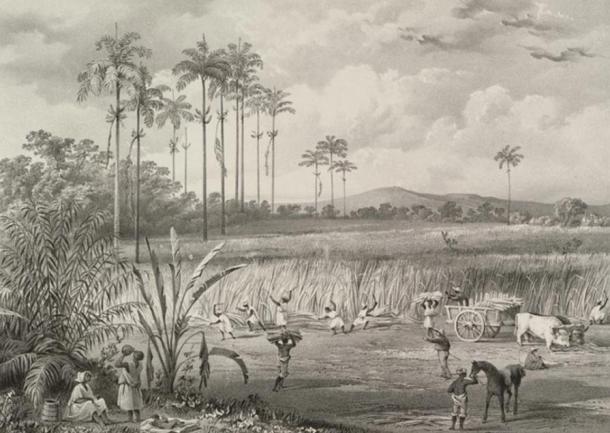 一包白砂糖图片,一包白砂糖有多少粒糖