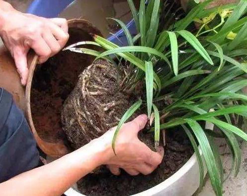 花卉烂根落叶怎么处理好,花卉烂根怎么办教你一招