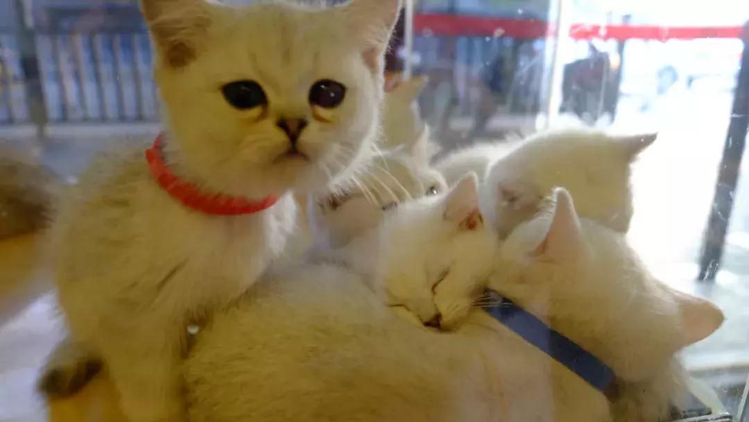 北京南锣鼓巷东一公里打卡地,北京南锣鼓巷旅游攻略必玩的景点