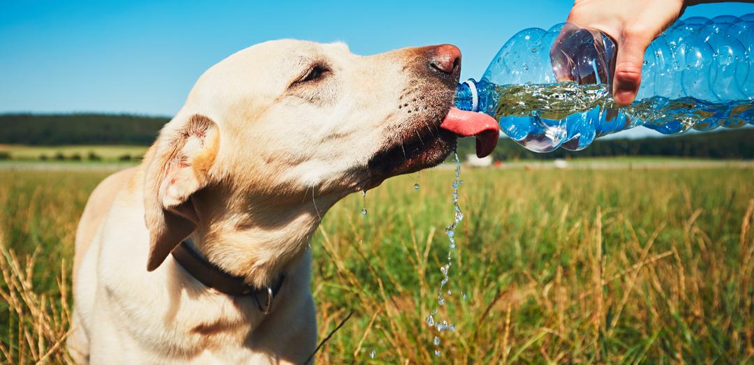 狗狗到了夏天中暑一直喝水怎么办,狗狗中暑后腿无法站立舌头发白