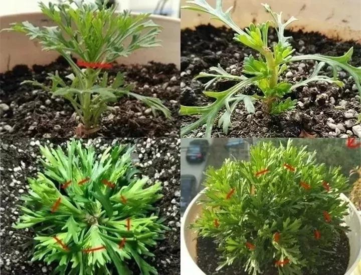 盆栽花发蔫什么原因,买回来的花很快就蔫的原因