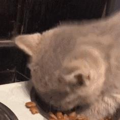 幼猫吃哪种猫罐头好,猫罐头挑选全攻略喂养不走弯路