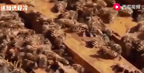 蜜蜂为什么蜇人视频,为什么蜜蜂蜇人要杀死