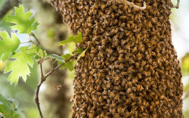 中蜂强行人工分群会急造王台吗,中蜂格子箱能进行人工分群吗