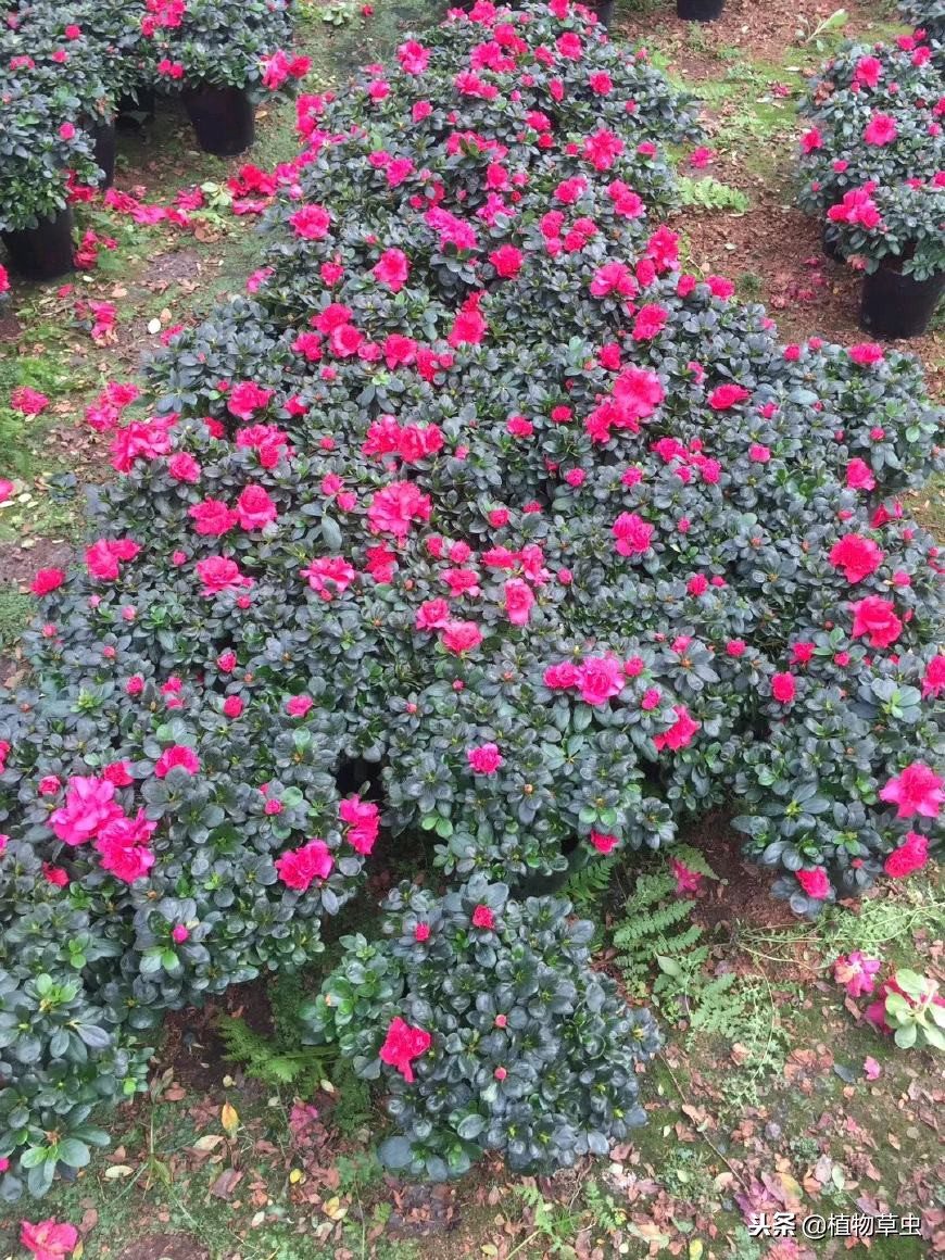 杜鹃花小苗易活还是大苗易活,杜鹃花苗刚收到怎么栽种