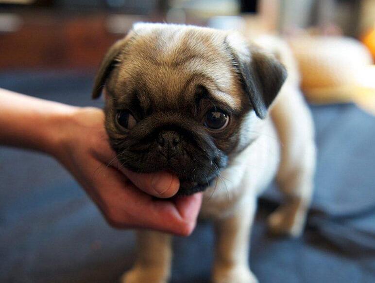 花鸟市场买的狗狗能活吗,昆明园博花鸟市场狗狗