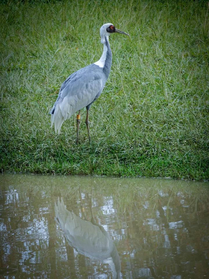 星湖冬日燃情，比落羽杉还要红的是什么？#我和湿地有个约会#