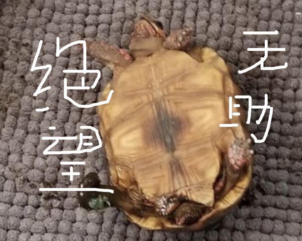 参加前男友婚礼化妆,参加前男友婚礼变装的视频