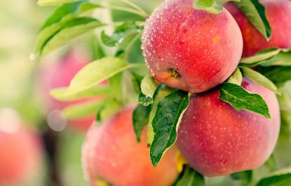 2023苹果批发价多少钱一斤,现在苹果批发价多少一箱