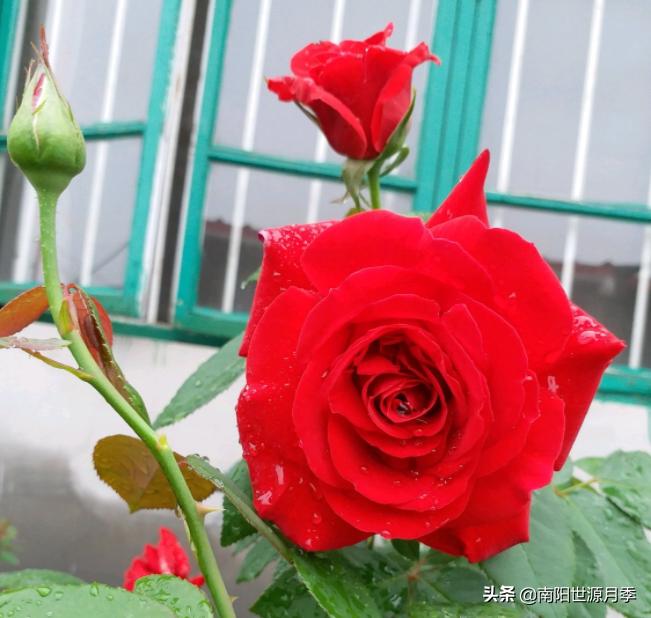 送你100朵玫瑰花,玫瑰花送谁都浪漫唯独送你不一样