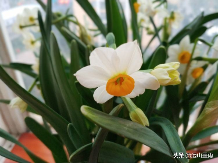 2020新年到、昆明暖冬迎春来,又是一年水仙花开、淡香飘逸的季节