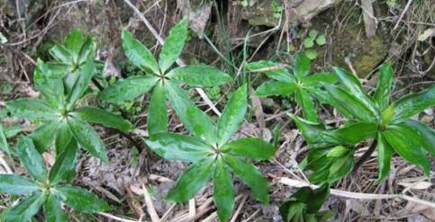 农村此种野草很罕见,这种野草罕见又稀少