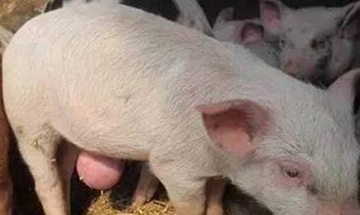 大猪脐疝怎么解决,猪脐疝防治方法