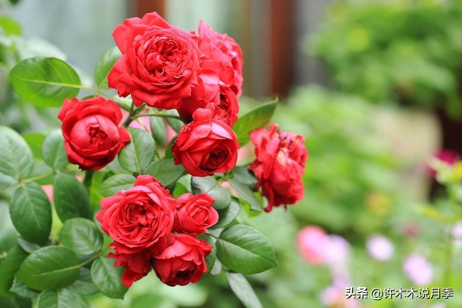 最漂亮10种藤本月季品种,50个经典藤本月季品种推荐