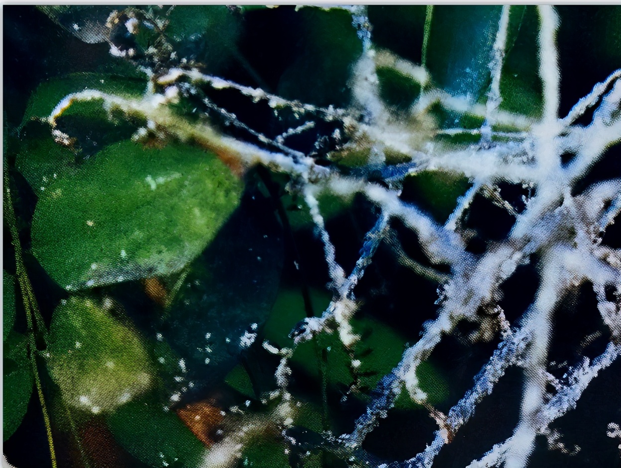 槐树上的蚜虫怎么根治,春季槐树蚜虫防治不及时