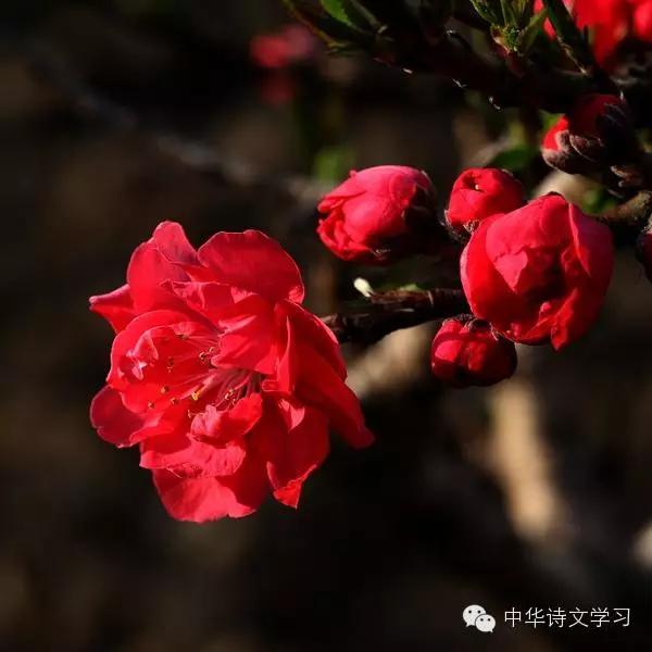 清明诗词40首简单,清明诗词朗读40首