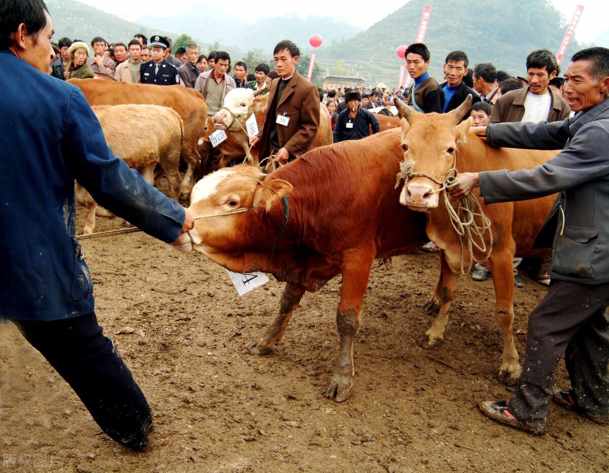 买牛被坑的全过程,买牛套路有哪些