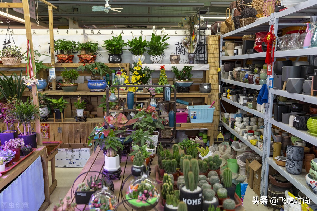 从零开始学养花蟹爪兰的养护方法,40种常见植物养护法让你养花不愁