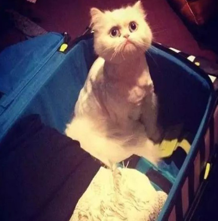 举报偷渡走私,偷渡被捕的猫