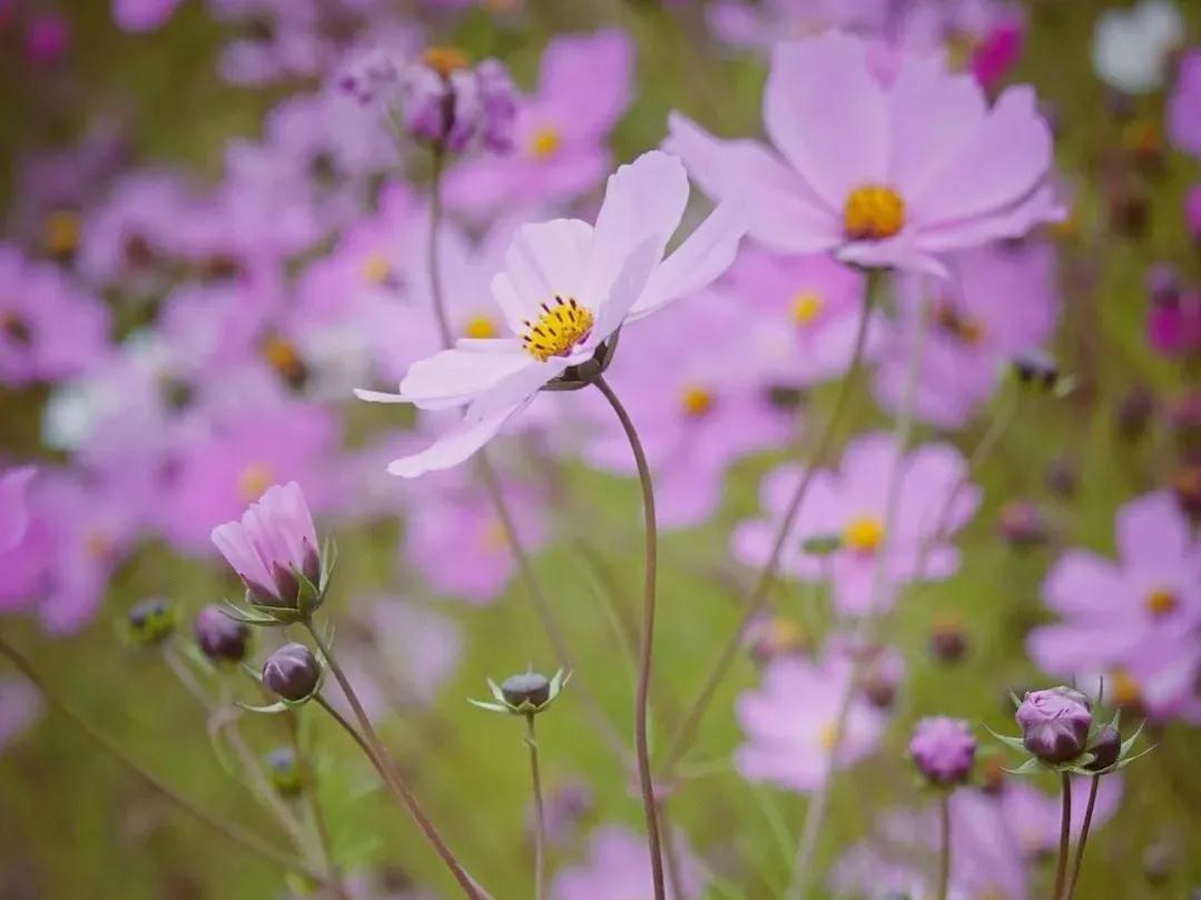 英语单词高效记忆法大学四级,英语四级词汇闪过速记