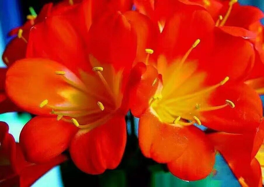 君子兰花期又出了侧芽怎么养护,君子兰花期已过再怎么养护