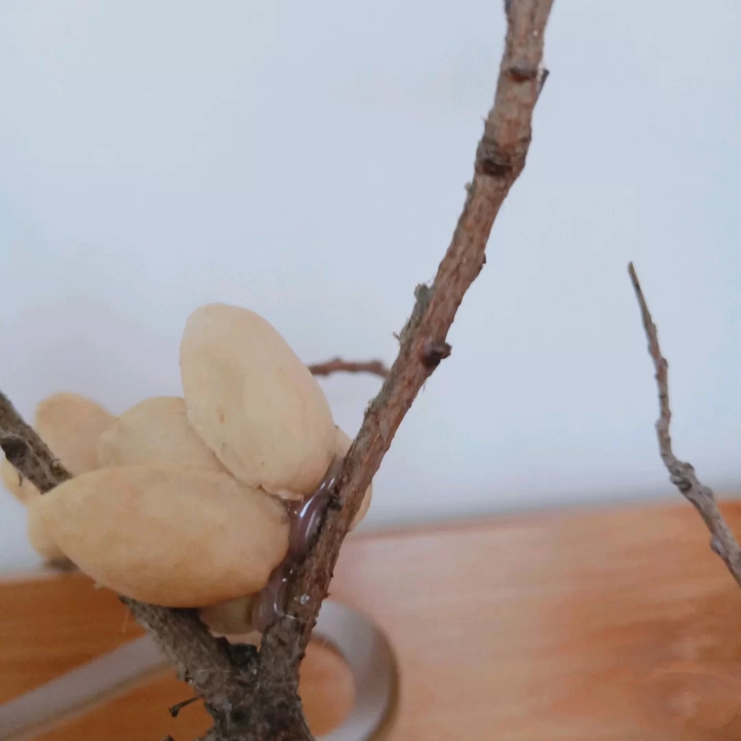 开心果果壳发绿,开心果壳别扔