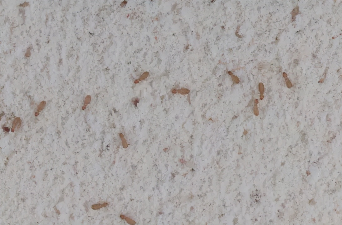 家里出现很多微小的虫子怎么办,常出现在家里的虫子有哪些