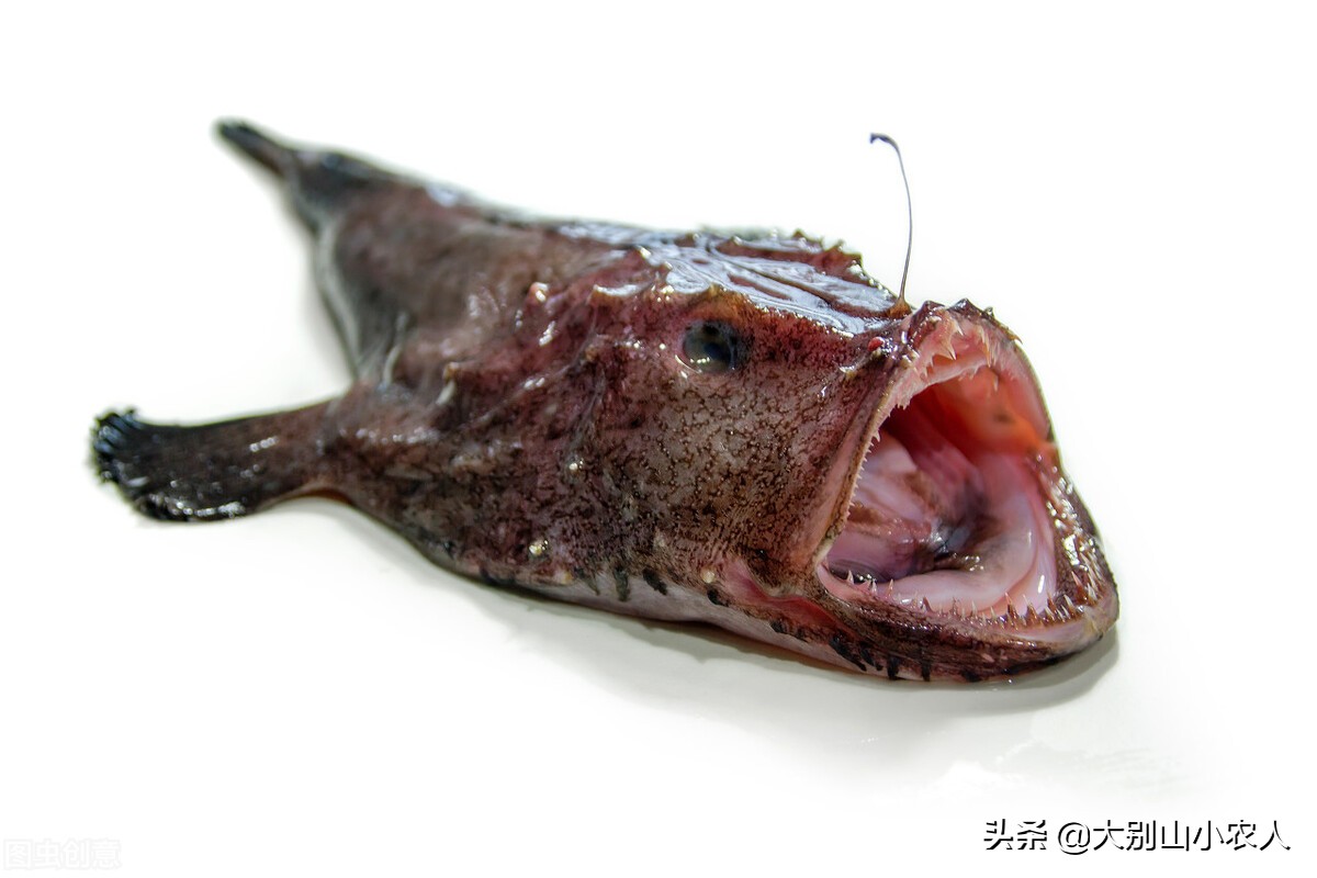 深海的鮟鱇鱼,深海鮟鱇鱼