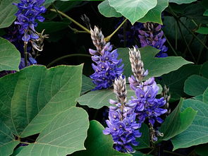 葛根野生中草药图谱大全,葛根野生图片