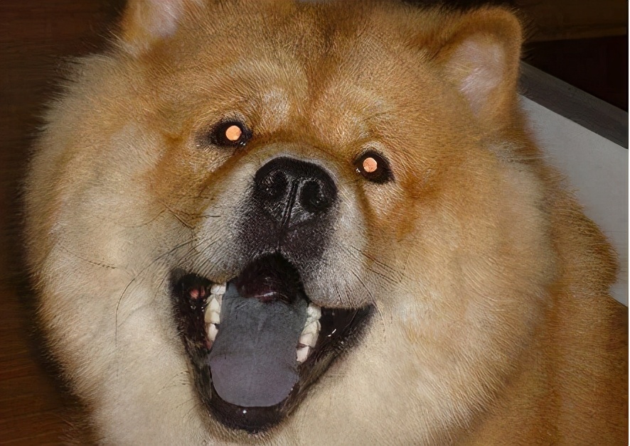 “喜怒无常”的松狮犬，出现咬人行为的6大原因