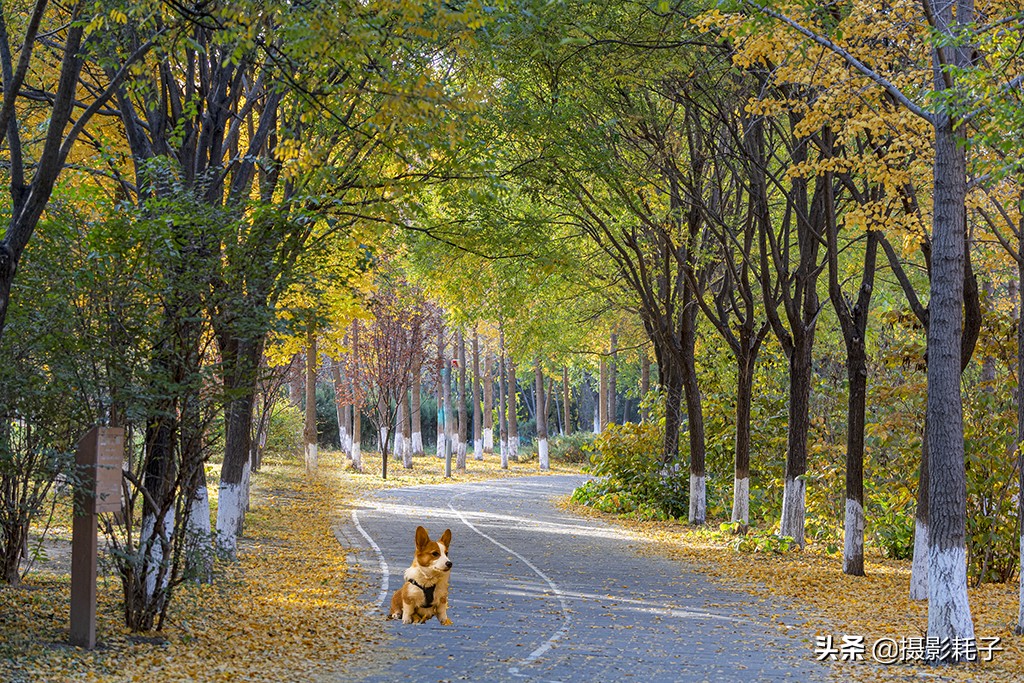 北京看银杏树林最好的地方,丰台区银杏林地址