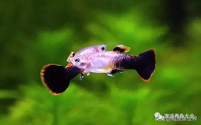 15个孔雀鱼品系图鉴绝美版,15个孔雀鱼品系图鉴