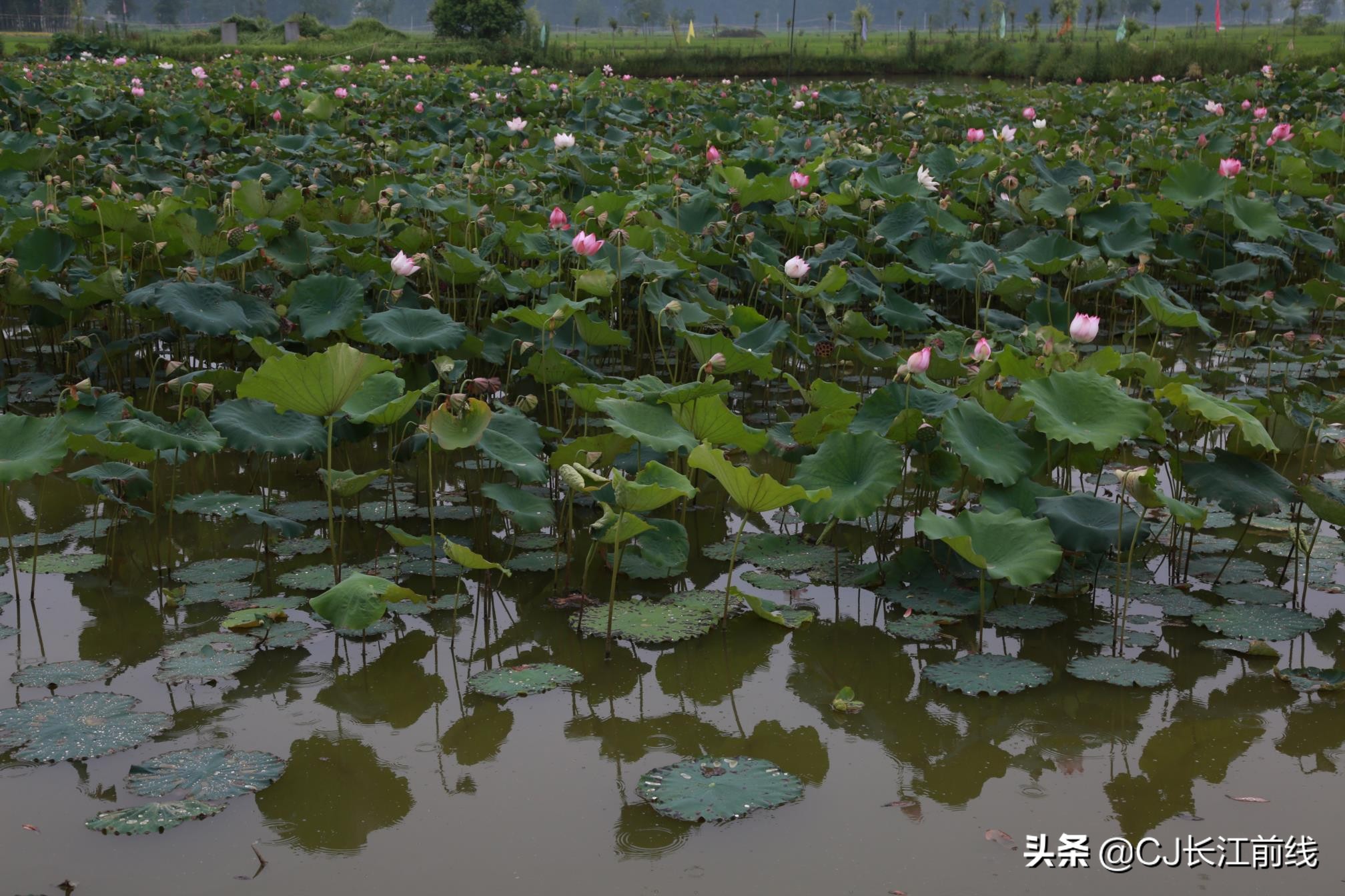 淮滨谷堆杨湾最新消息,淮滨谷堆杨湾风景