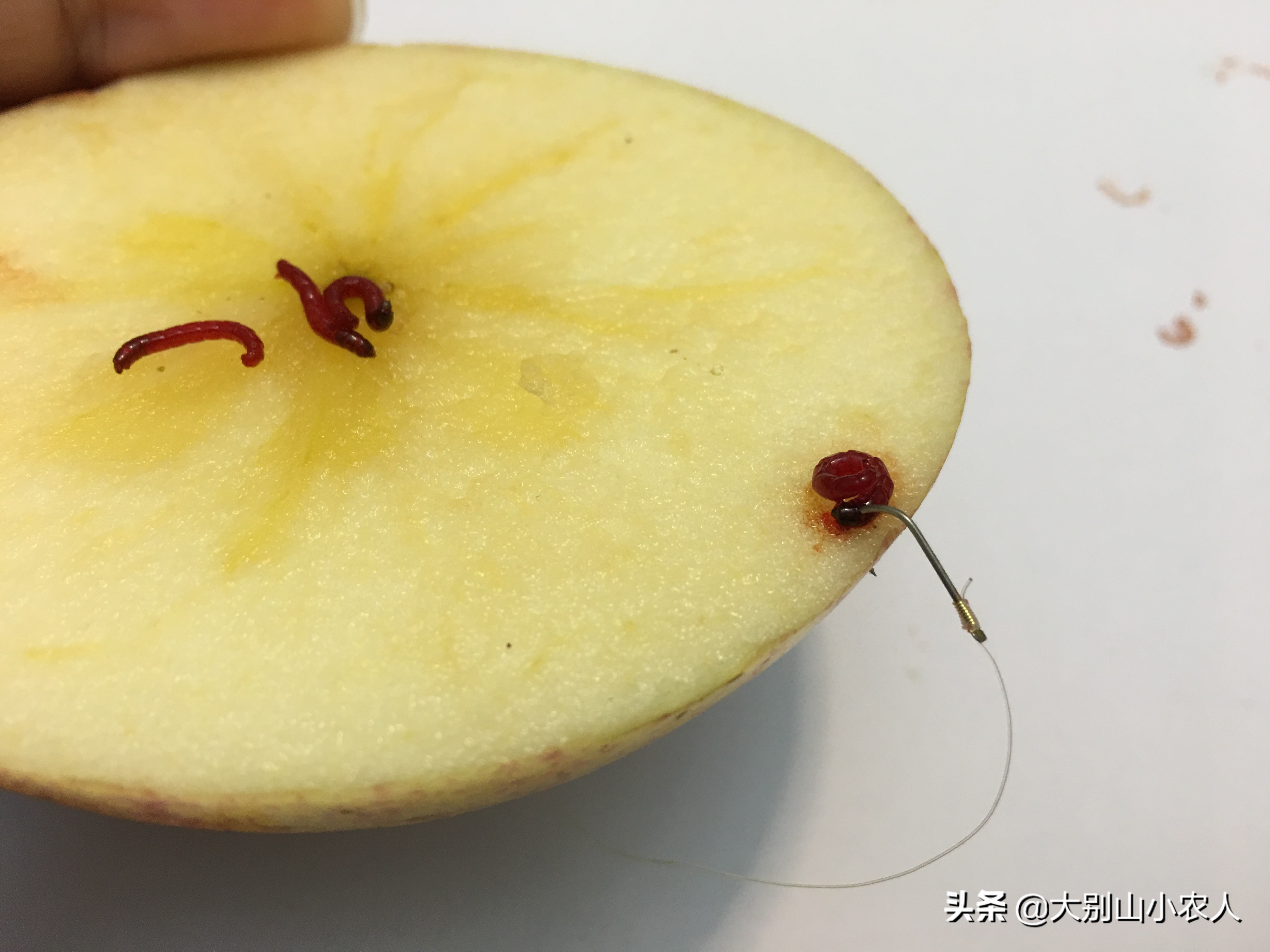 活饵的正确使用方法,冬季拉饵的正确使用方法