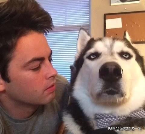 事实证明,不管是大型犬还是小型犬,养只二哈才是最省钱的